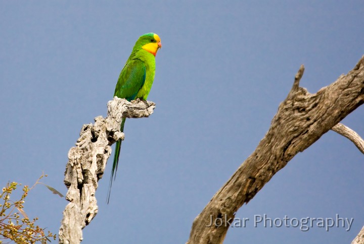 Superb_Parrots_20081217_018.jpg