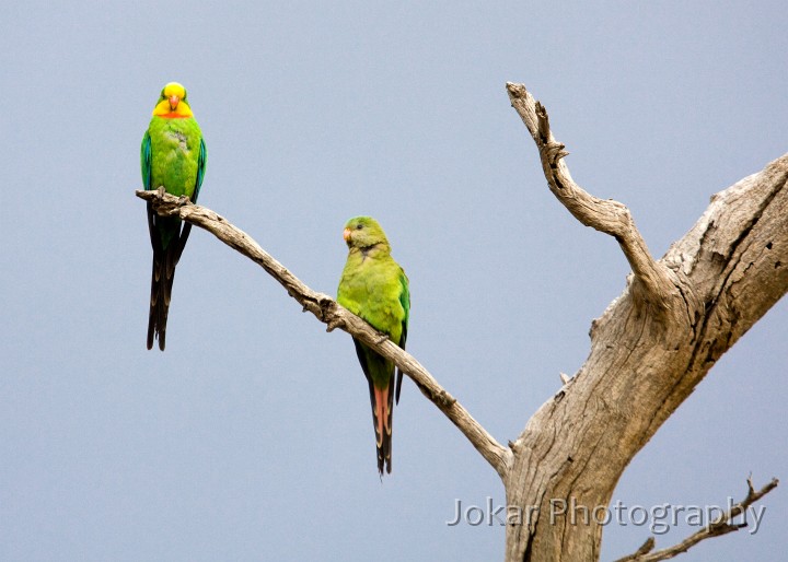 Superb_Parrots_20081217_023.jpg