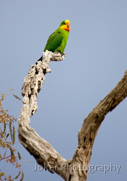 Superb_Parrots_20081217_029.jpg