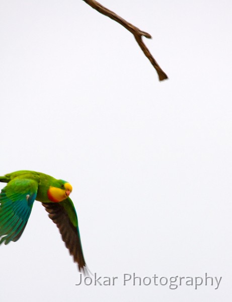 Superb_Parrots_20081217_039.jpg