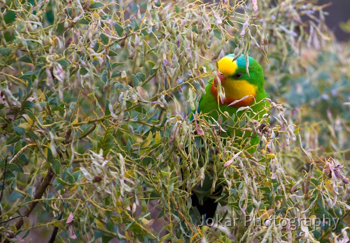 Superb_Parrots_20081217_046.jpg