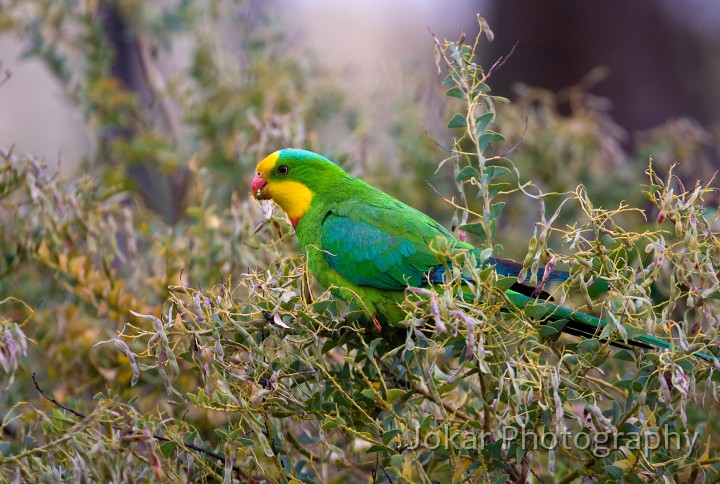 Superb_Parrots_20081217_049.jpg