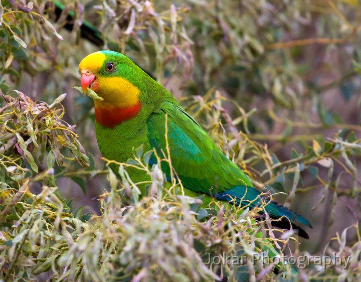 Superb_Parrots_20081217_057.jpg