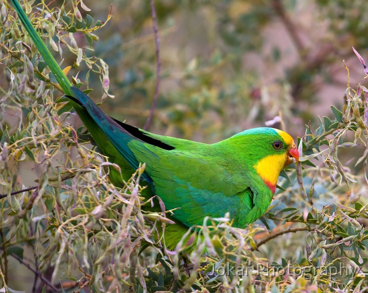 Superb_Parrots_20081217_063.jpg