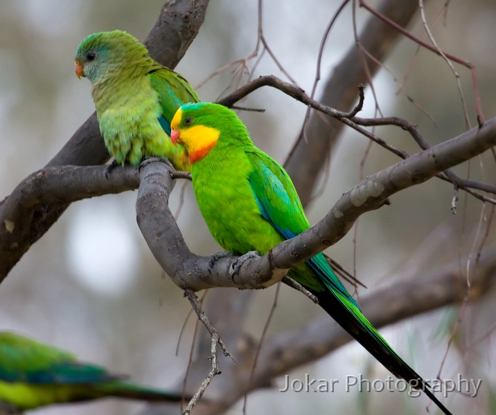 Superb_Parrots_20081217_073.jpg