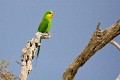 Superb_Parrots_20081217_018