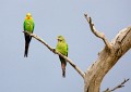 Superb_Parrots_20081217_023