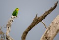 Superb_Parrots_20081217_031