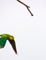 Superb_Parrots_20081217_039