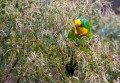 Superb_Parrots_20081217_046