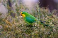 Superb_Parrots_20081217_049