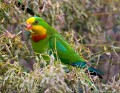 Superb_Parrots_20081217_057