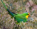 Superb_Parrots_20081217_063