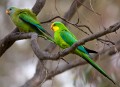 Superb_Parrots_20081217_065