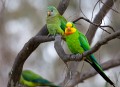 Superb_Parrots_20081217_072