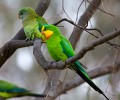 Superb_Parrots_20081217_073