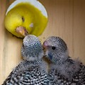 Budgerigars