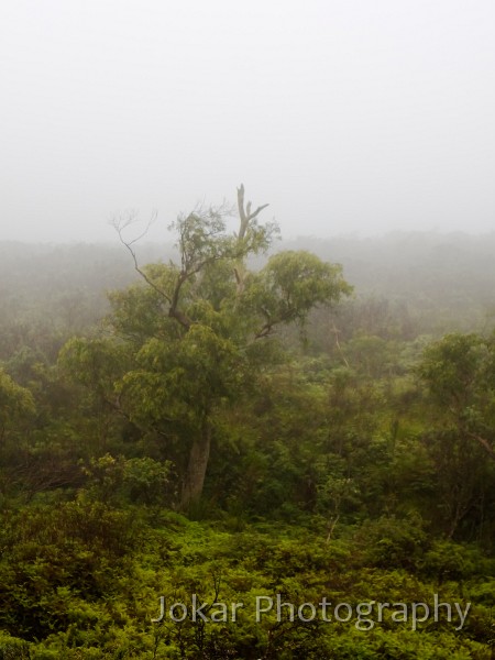 Budawangs_20090308_063.jpg