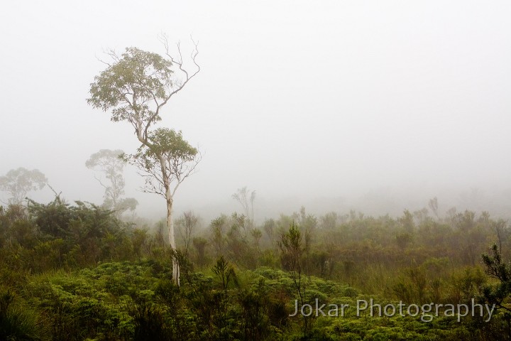 Budawangs_20090308_064.jpg