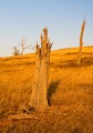 Burnt_Stump_Hill_20090225_032