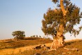 Burnt_Stump_Hill_20090225_038