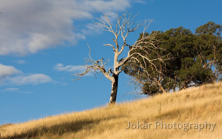 Cooleman_Ridge_20090218_002.jpg