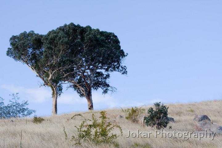 Cooleman_Ridge_20090218_007.jpg