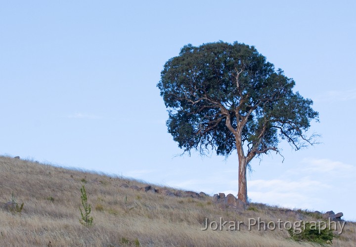 Cooleman_Ridge_20090218_008.jpg