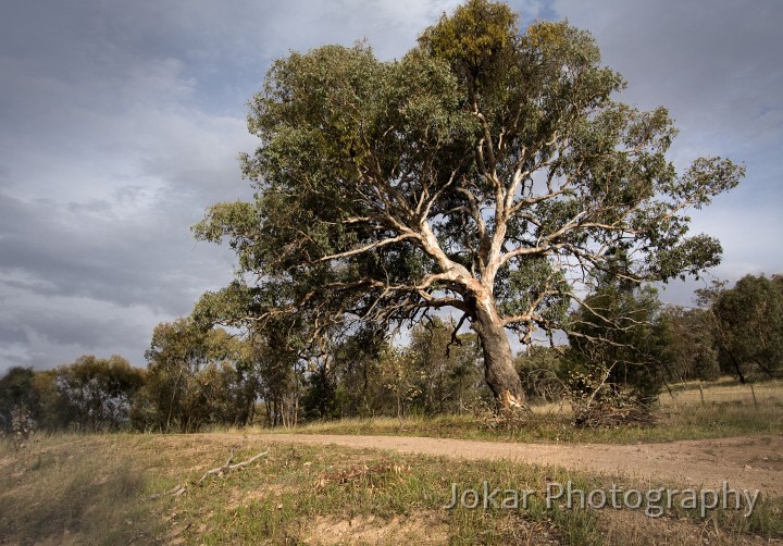 Farrer_Ridge_20090107_021.jpg