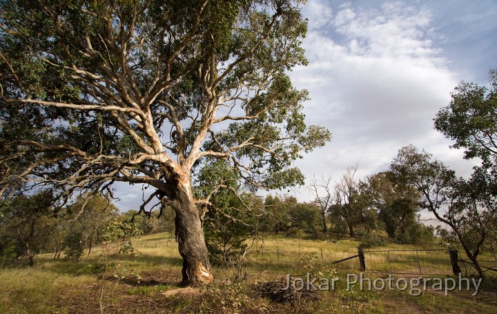 Farrer_Ridge_20090107_024.jpg