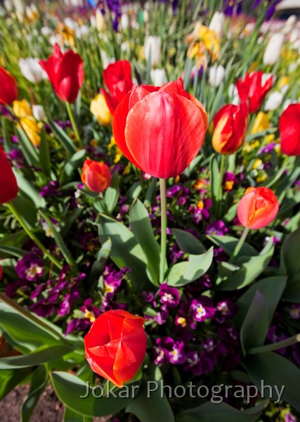 Floriade_20091002_005.jpg