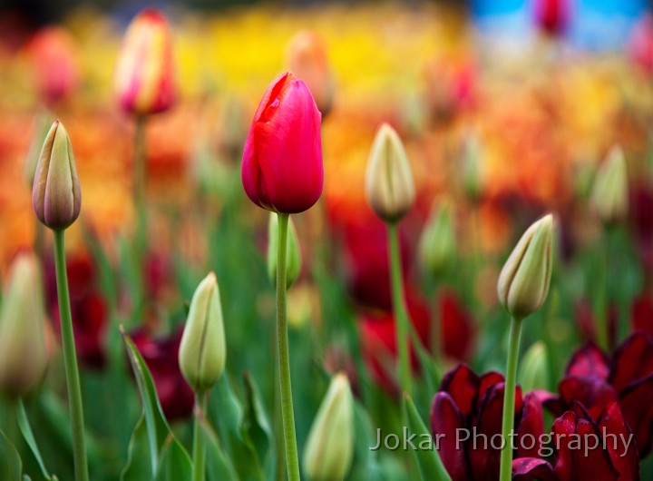 Floriade_20091002_072.jpg