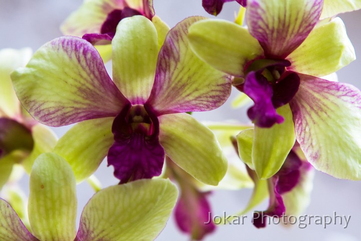 Hawaii_20090604_021.jpg - Orchids