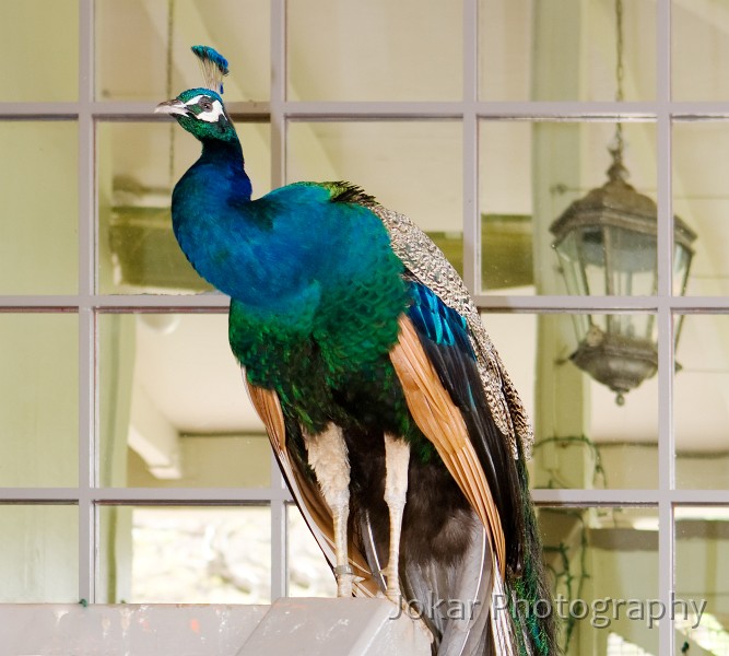 Hawaii_20090606_189.jpg - Peacock at Waimea Valley Audobon Center, Oahu, Hawaii