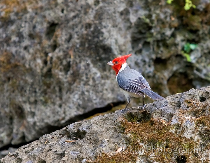 Hawaii_20090606_249.jpg - Red Cardinal, Waimea Valley Audobon Center, Oahu, Hawaii