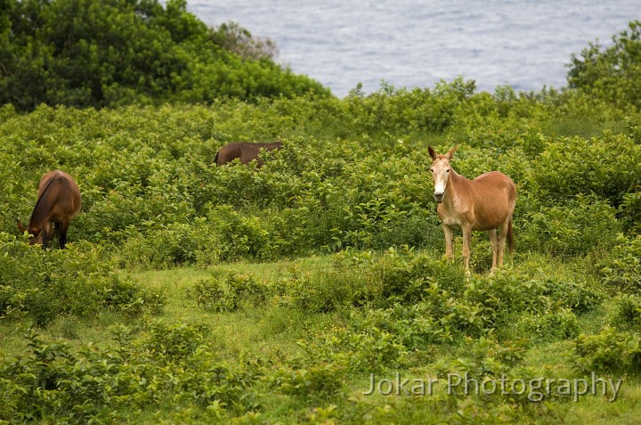 Hawaii_20090607_346.jpg - Horses at Makapala (Pololu Valley), Hawaii