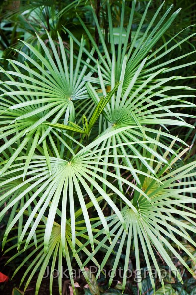 Hawaii_20090608_430.jpg - Hawaii Tropical Botanic Garden