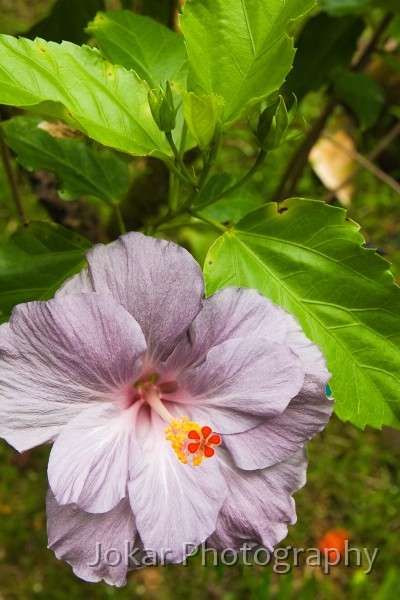 Hawaii_20090608_434.jpg - Hawaii Tropical Botanic Garden