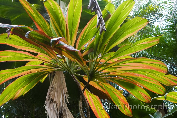 Hawaii_20090608_437.jpg - Hawaii Tropical Botanic Garden