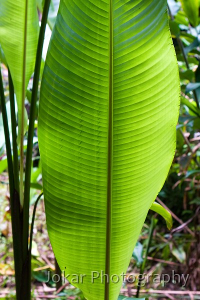 Hawaii_20090608_442.jpg - Hawaii Tropical Botanic Garden