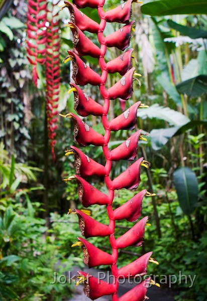 Hawaii_20090608_444.jpg - Hawaii Tropical Botanic Garden