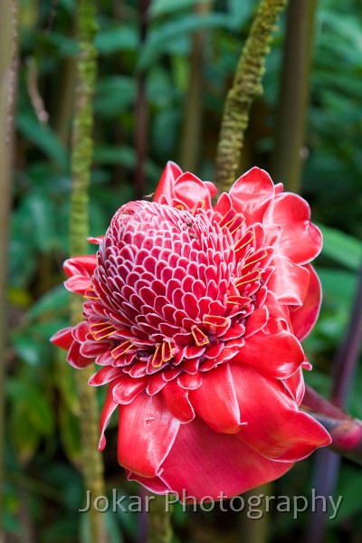 Hawaii_20090608_452.jpg - Hawaii Tropical Botanic Garden