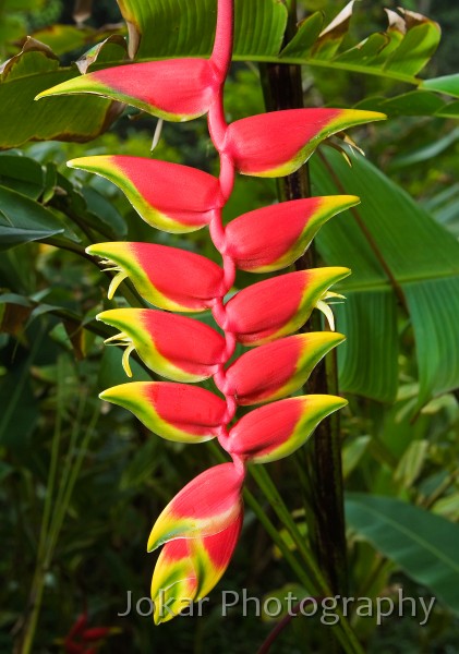 Hawaii_20090608_462.jpg - Hawaii Tropical Botanic Garden