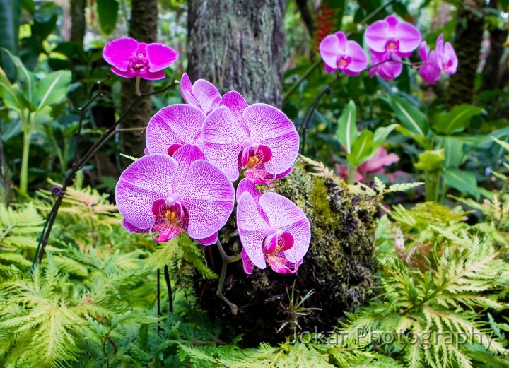 Hawaii_20090608_467.jpg - Hawaii Tropical Botanic Garden