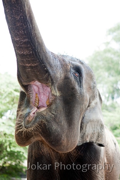 Jogja_Zoo_20091101_013.jpg