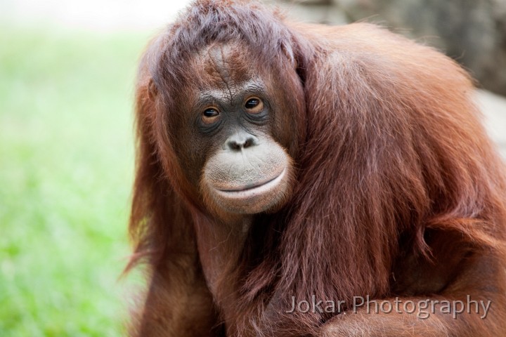 Jogja_Zoo_20091101_018.jpg