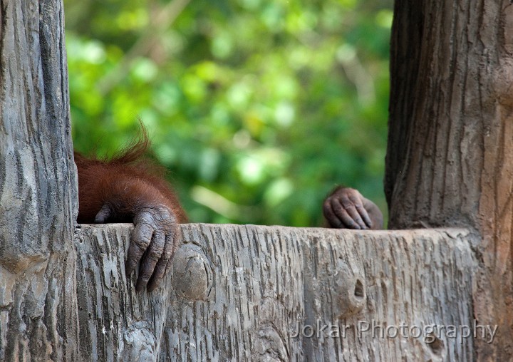 Jogja_Zoo_20091101_019.jpg