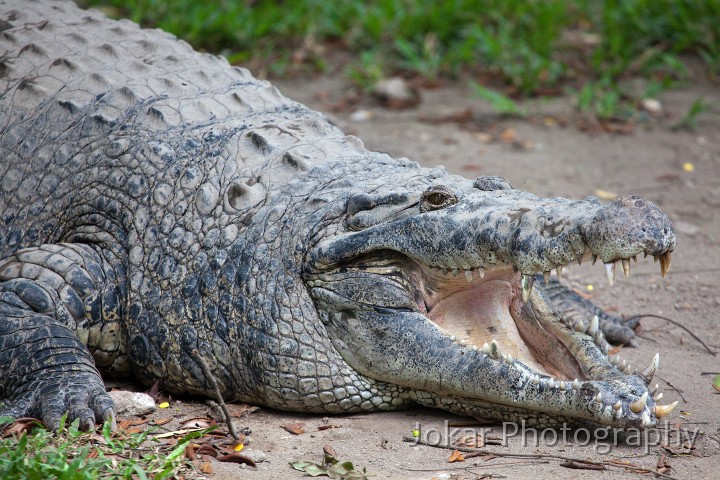 Jogja_Zoo_20091101_026.jpg