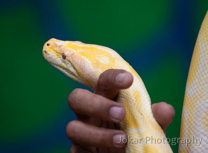 Jogja_Zoo_20091101_030.jpg