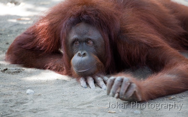 Jogja_Zoo_20091101_039.jpg